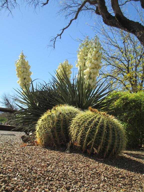 Tubac Country Inn المظهر الخارجي الصورة